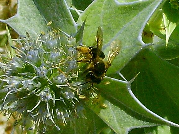Apide al mare: femmina di Andrena sp.